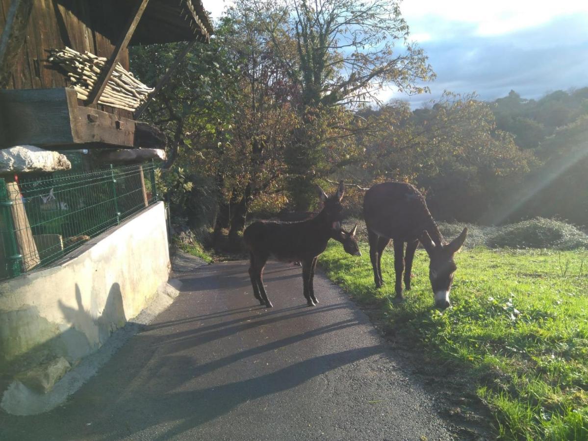 Pensjonat Casa Pepin - Sagasta Rural Oviedo Zewnętrze zdjęcie