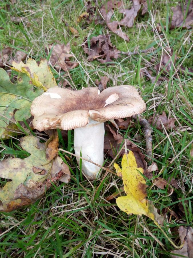 Pensjonat Casa Pepin - Sagasta Rural Oviedo Zewnętrze zdjęcie