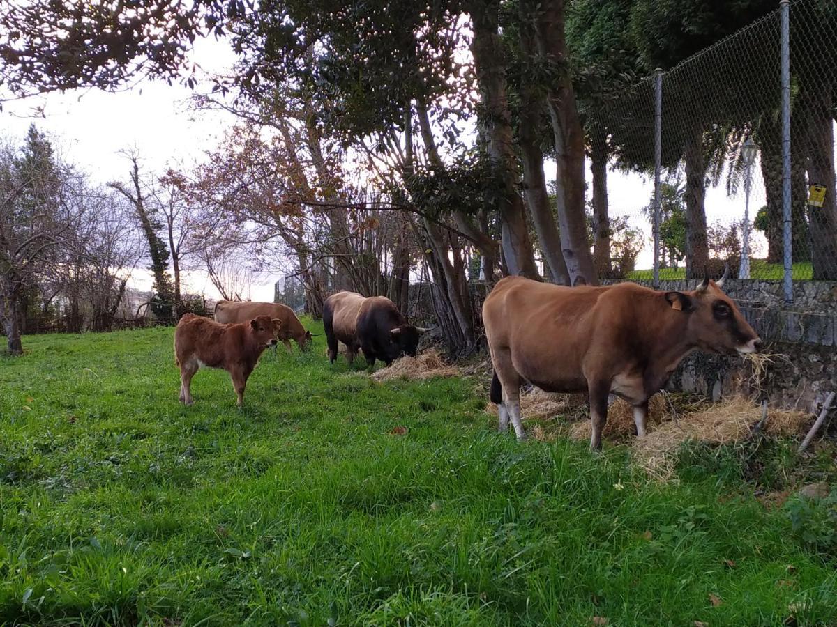 Pensjonat Casa Pepin - Sagasta Rural Oviedo Zewnętrze zdjęcie