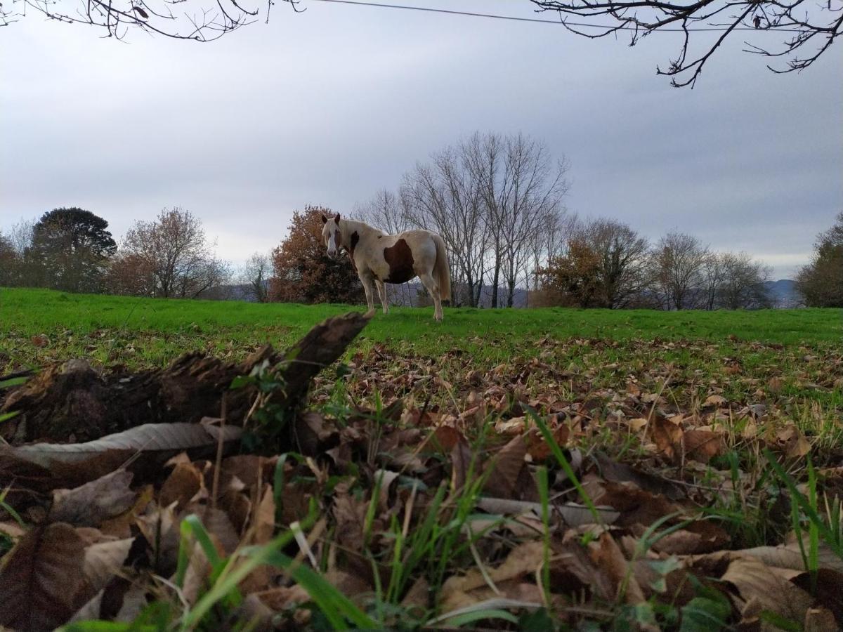 Pensjonat Casa Pepin - Sagasta Rural Oviedo Zewnętrze zdjęcie
